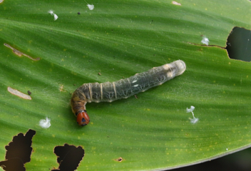 Brazilian Skipper caterpillar